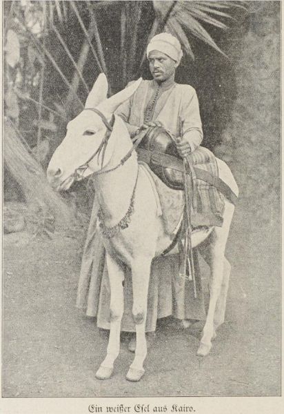 Albinos, Ein weißer Esel aus Kairo