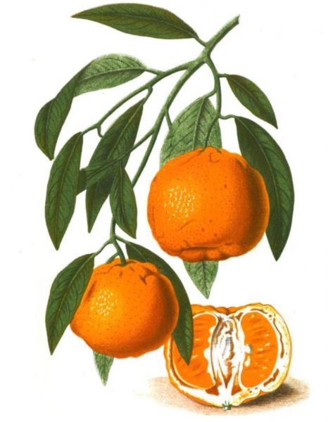 Orangen