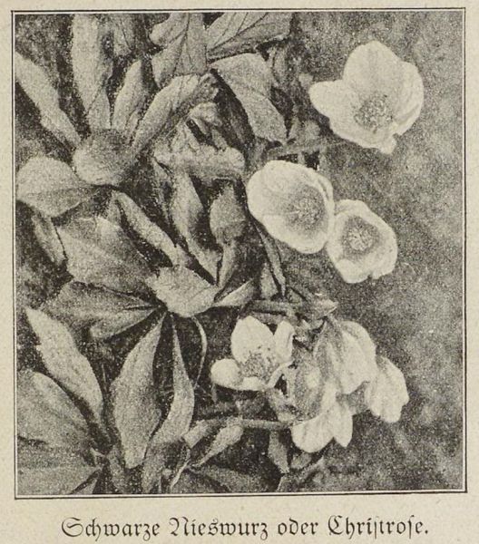 Heilpflanzen, Schwarze Nieswurz oder Christrose