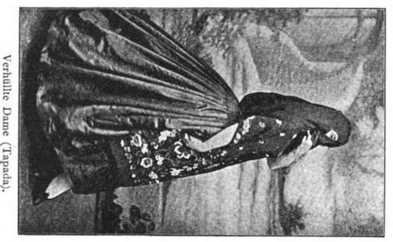 01 Verhüllte Dame Tapara