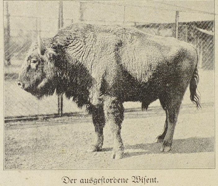 Wildtiere, Der ausgestorbene Wisent