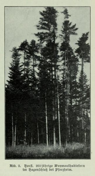160jährige Weymouthskiefern