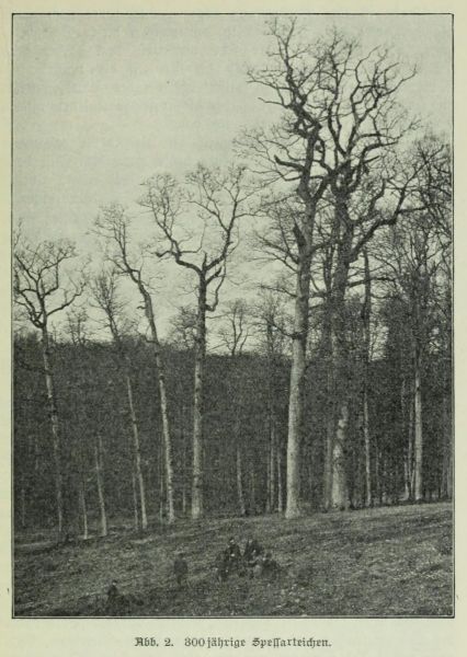 300jährige Spessarteichen