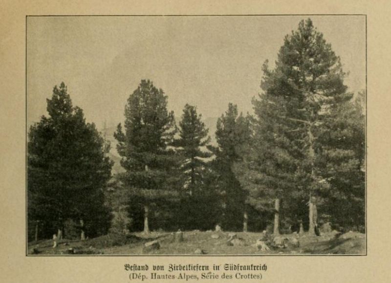 Bestand von Zirbelkiefern in Südfrankreich