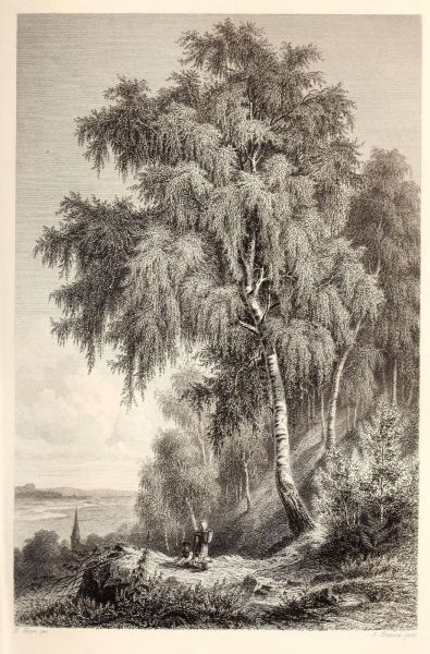 Birken
