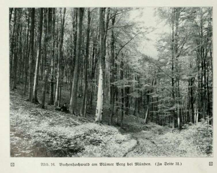 Buchenhochwald am Blümer Berg bei Münden