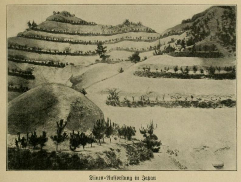 Dünen-Aufforstung in Japan