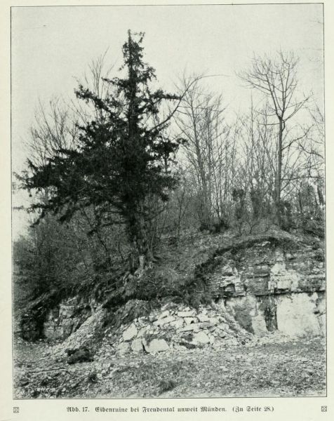 Eibenruine bei Freudental unweit Münden