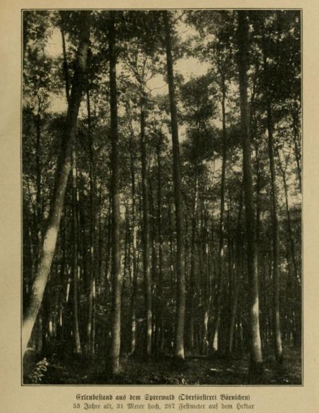 Erlenbestand aus dem Spreewald