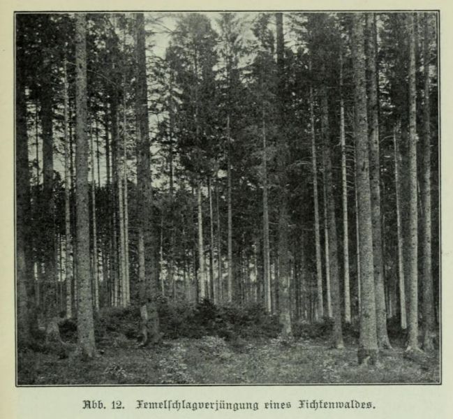 Femelschlagverjüngung eines Fichtenwaldes