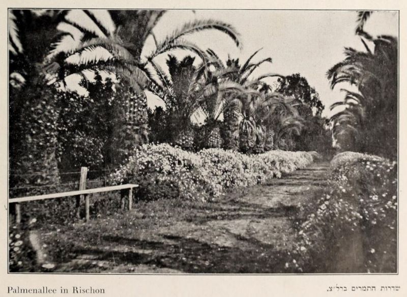 Palästina, Palmenallee in Rischon