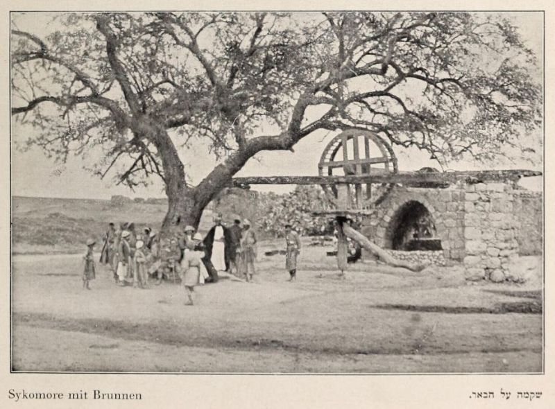 Palästina, Sykomore mit Brunnen