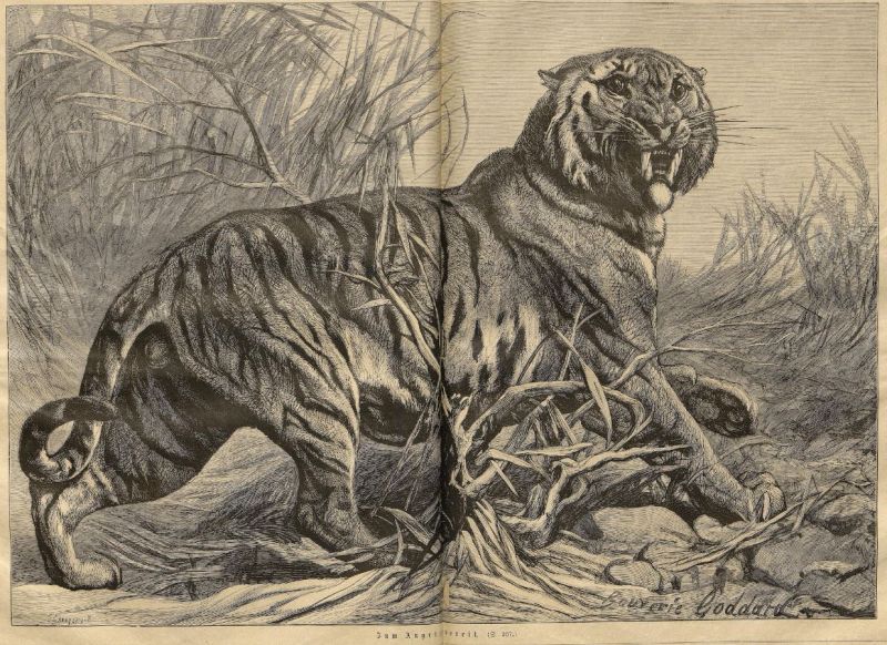 Tiger zum Angriff bereit