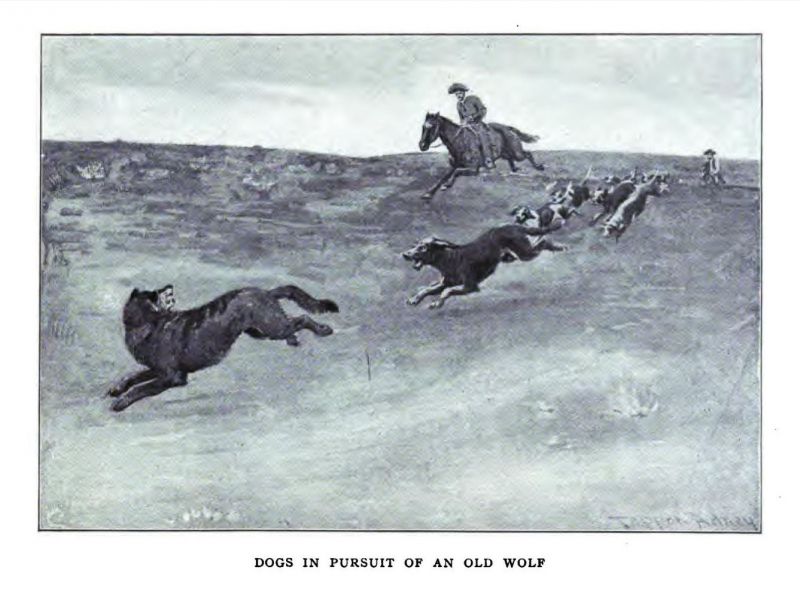 Hunde verfolgen einen Wolf