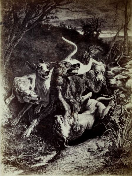 Wolf von Hunden gejagd