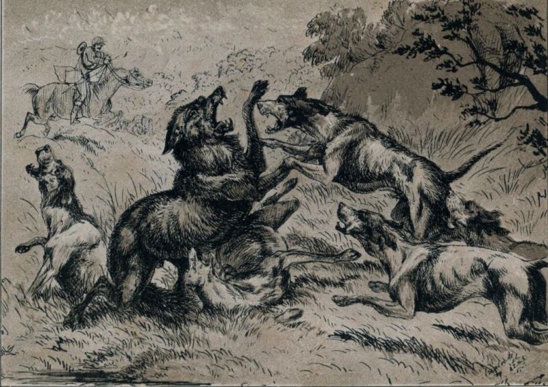 Wolfsjagd mit Hunden