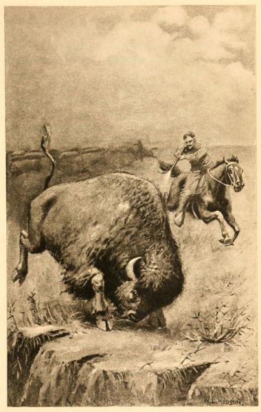 Bison oder Büffel engl. Buffalo, heißt eine in Nordamerika einheimische, Art wilder Ochsen, welche sich durch eine bedeutende Erhöhung zwischen den Schultern und eine löwenartige Mähne von wolligem Haar auszeichnet, das an dem untern Theile von Hals und Kopf einen langen Bart bildet. Brockh. 1837
