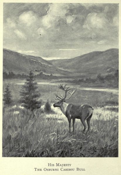 Das wildlebende Karibu ist der etwas größere Verwandte des europäischen Rentiers und ist der einzige Vertreter aus der Familie der Hirsche, bei denen beide Geschlechter ein Geweih tragen ,deren Form einzigartig ist.
