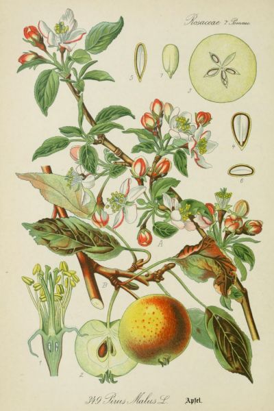 Apfel