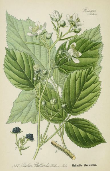 Bellardis Brombeere