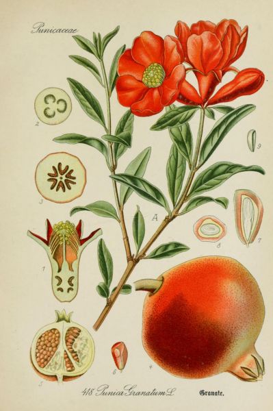 Granate