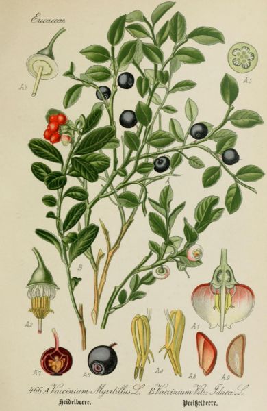 Heidelbeere, Preißenbeere
