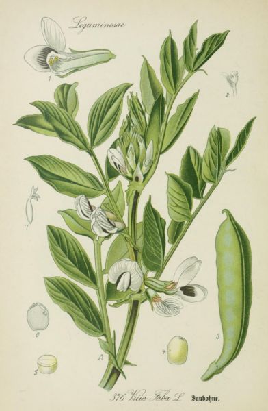 Saubohne