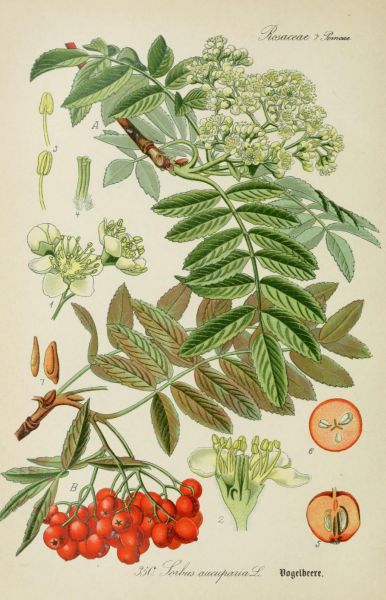 Vogelbeere