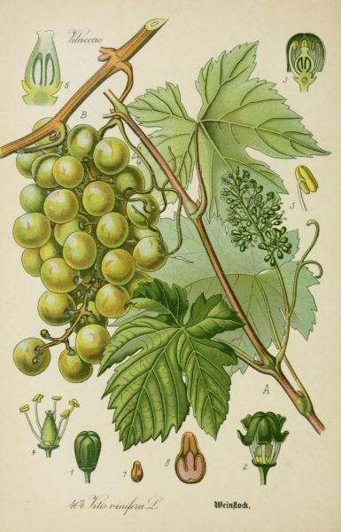 Weinstock
