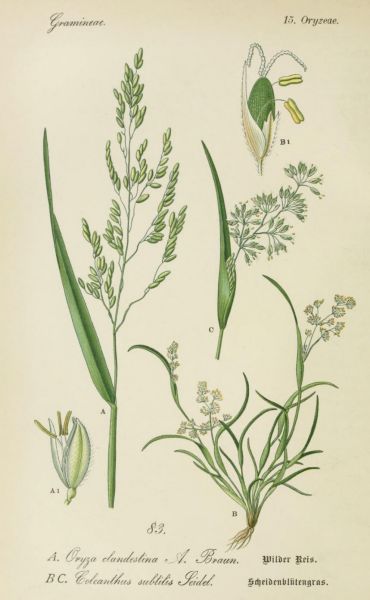 Wilder Reis, Scheidenblütengras