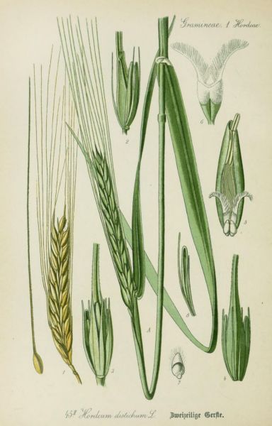 Zweizeilige Gerste