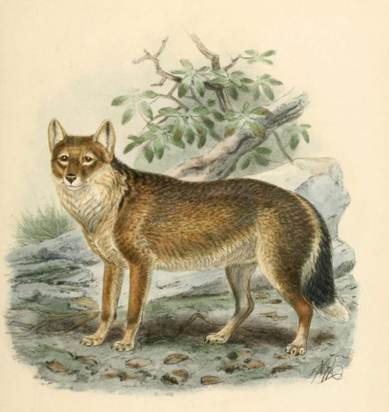 004 Wolf (Canis antarcicus)