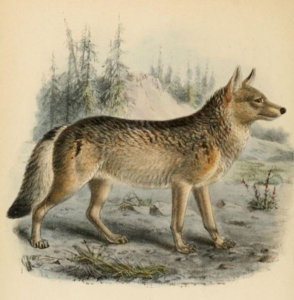 004 Wolf (Canis Lupus)