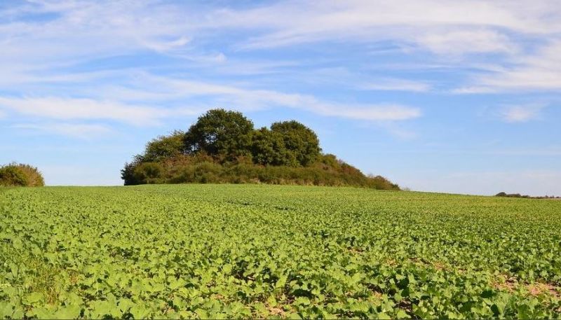 Hünengrab Dobberworth bei Sargard auf Rügen