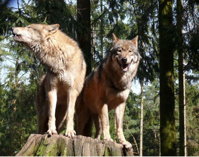 Wolfspaar