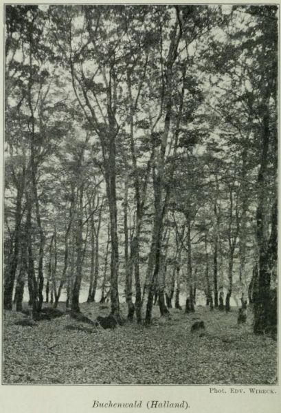 Schweden, Buchenwald