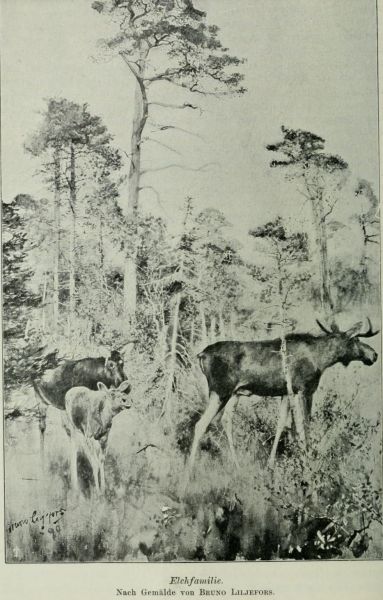 Schweden, Elchfamilie