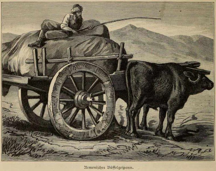 Armenisches Büffelgespann