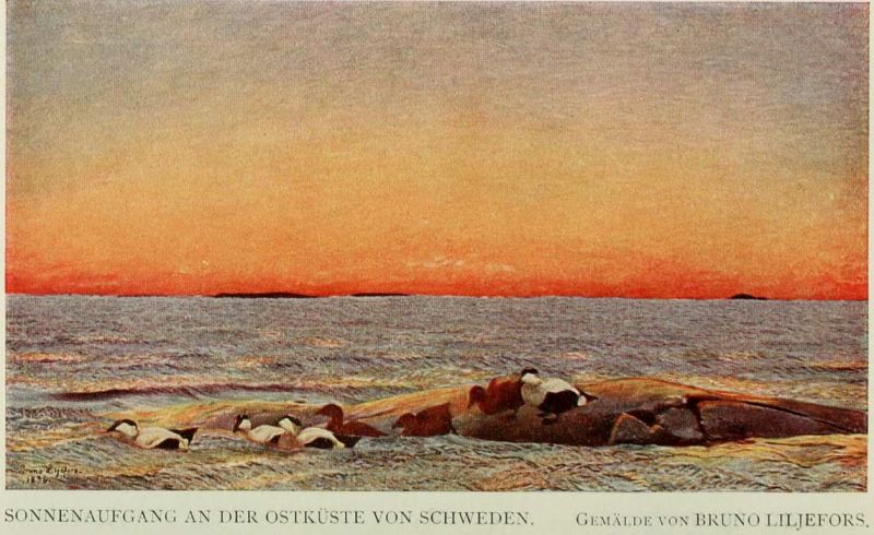 08 Sonnenaufgang an der Ostküste von Schweden. Gemälde von Bruno Liljefors.
