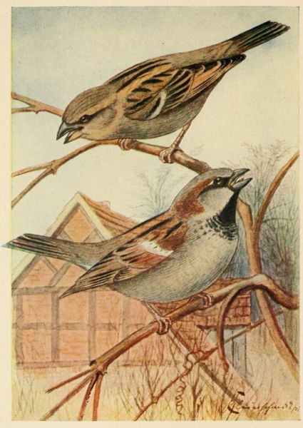 Tafel 01 Haussperling (oben Weibchen, unten Männchen), 2/3 nat. Gr.) 