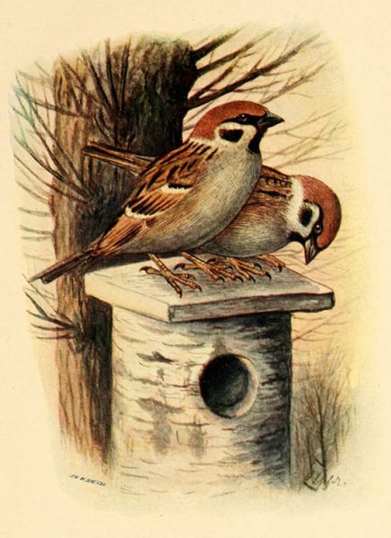 Tafel 02 Feldsperling (Männchen und Weibchen), 3/4 nat. Gr.