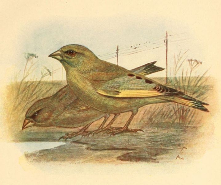 Tafel 08 Grünling; vorn Männchen, hinten Weibchen, (3/4 nat. Gr.)