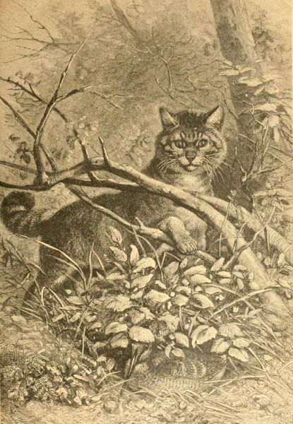 Die Hauskatze