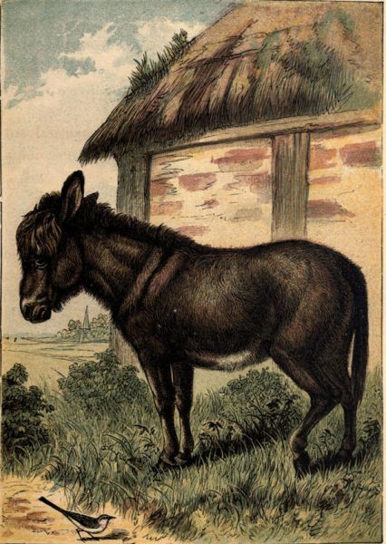 Der Esel