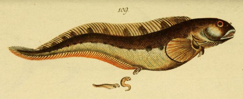 Aalmutter (Zoarces viviparus)