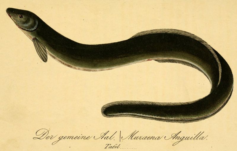 Europäischer Flussaal (Anguilla anguilla) 