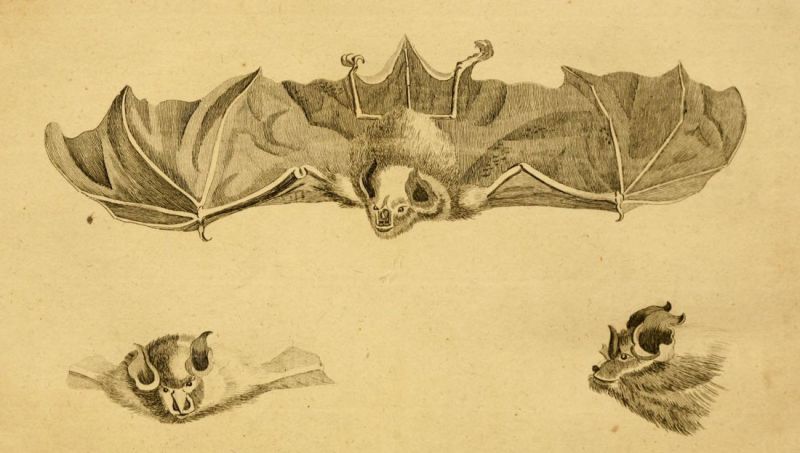 Fledermaus