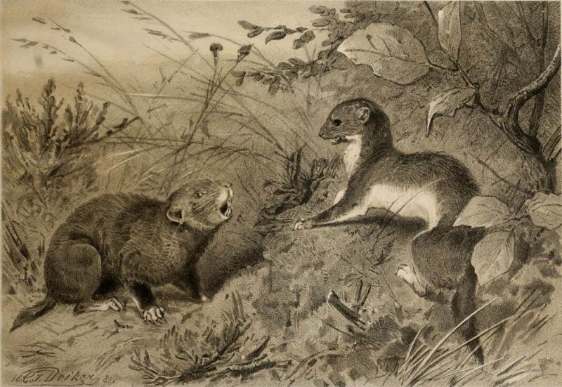 Großes Wiesel und Hamster im Kampf