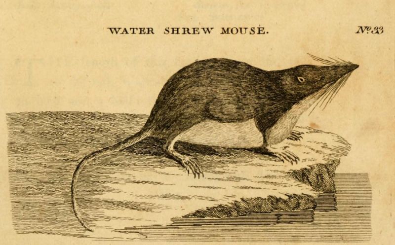 Wasser-Spitzmaus