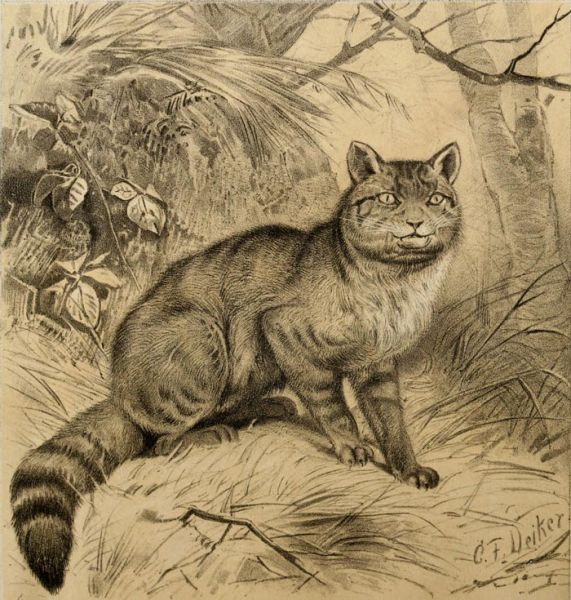 Wildkater